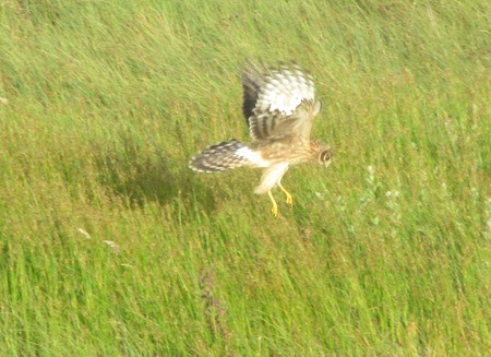 Example of local wildlife - hen harrier