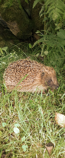 Example of local wildlife - mrsnibbles the hedgehog